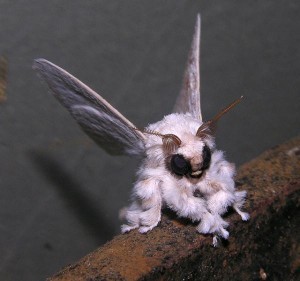 poodle moth